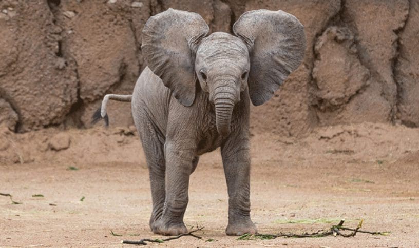 A baby elephant standing in the dirt with its trunk raised.