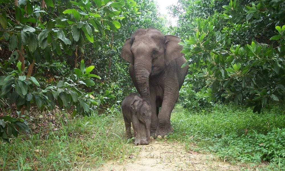 A baby elephant is walking with its mother.